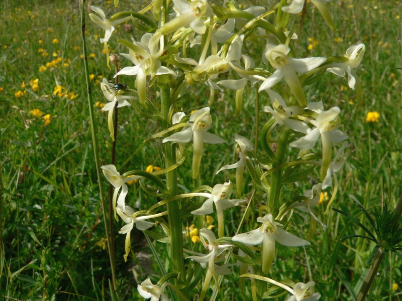 Platanthera bifolia